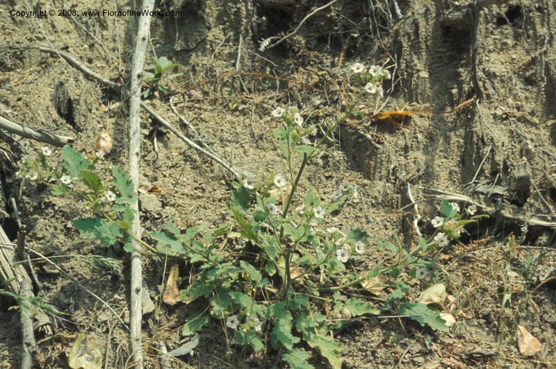 Phacelia bolanderi, CDavidson5891--CA. Mendocino Co.  Mtn View Rd twd Boonville. Birch Cr. 18 Jun 77. 004.jpg