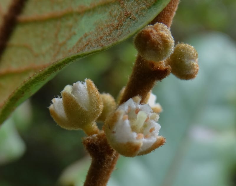 Storthocalyx sordidus, Callmander, M 1230--New Caledonia. Haute Robinson. 11 Nov. 2015. DSC00909 (75).JPG