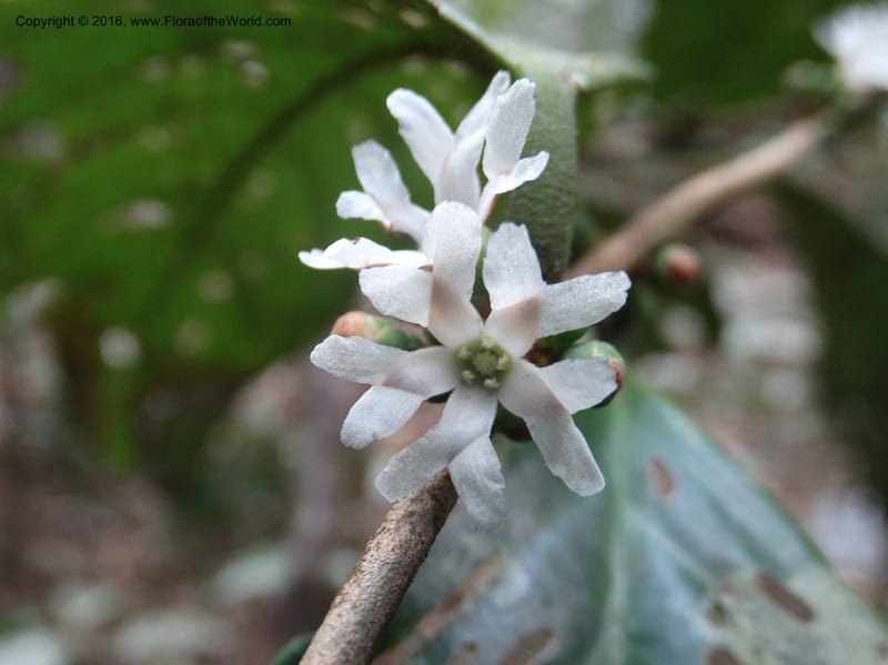 Erycibe, Davidson, C 12887--Sabah. Sapa Paya For. Res. 23 Mar 2015. DSC00001 (102).JPG
