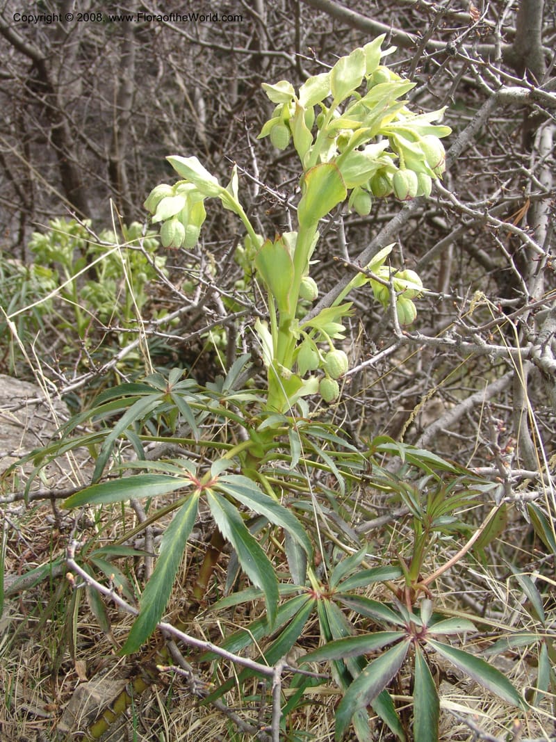Helleborus foetidus--Spain. Granada. Km 28, Hwy A395. Fuente de d. Manuel. 20 Apr 05. 013.jpg