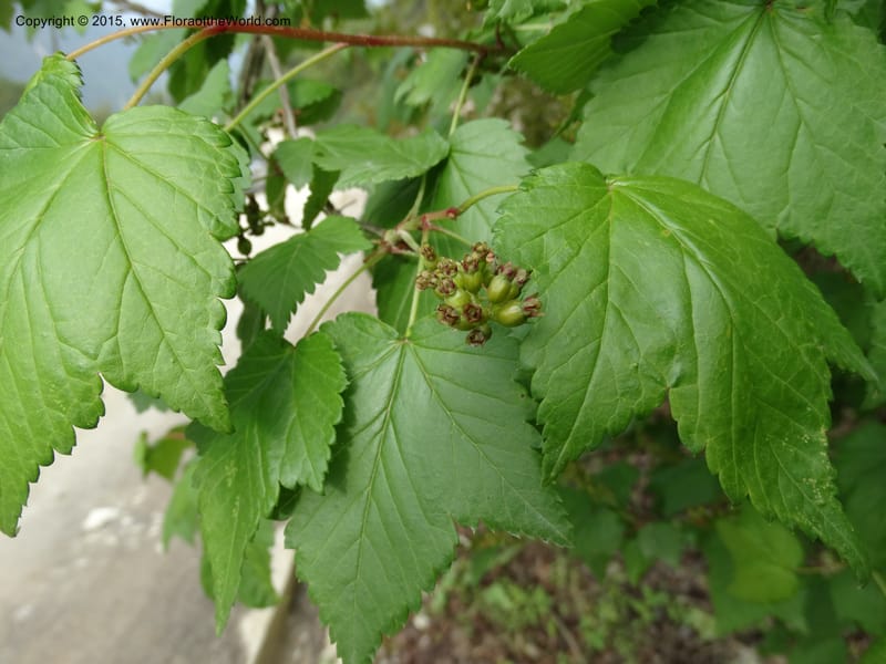 Ribes, Boufford, D 43667--China. Sichuan. GuoBaYan, HanBaiYu Shan. 12 May 2014. DSC05373 (238).JPG