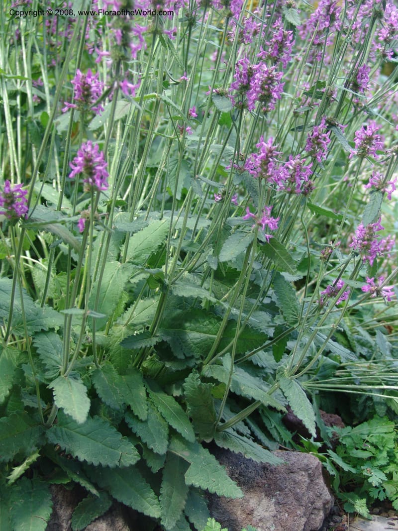 Stachys officinalis--AZ. Arboretum at Flagstaff. 3 Sep 04. 050.jpg