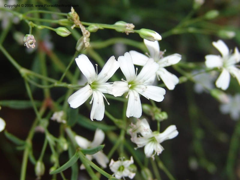Gypsophila repens, S 41.2083--France. Paris. Jardin des Plantes. 4 Sep 07. 036.jpg