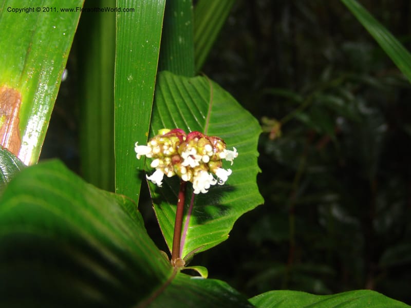 Psychotria oinochrophylla, RVasquez 31535--Peru. Prov. Oxa. Estac. Paujil. Send. El Mirador. 16 Oct 06. 305 (3).jpg