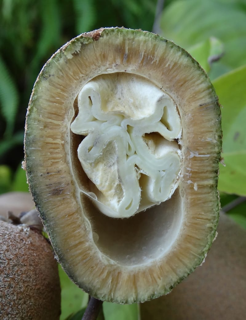 Atuna racemosa, Munzinger, J 7370--Fiji. Wailevu Rd. 6 Nov 2015. FDSC09813 (5).JPG