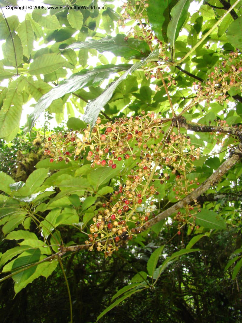 Schefflera stolzii, RGereau7021--Tanz. Mbeya Rural Distr. Ngozi Crater. 26 Jan 08. 189.jpg
