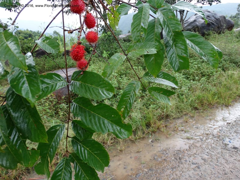 Lepisanthes, Buerki, S 368--Sabah. Sg. Mokodou. 12 Oct 2014. DSC04629 (49).JPG