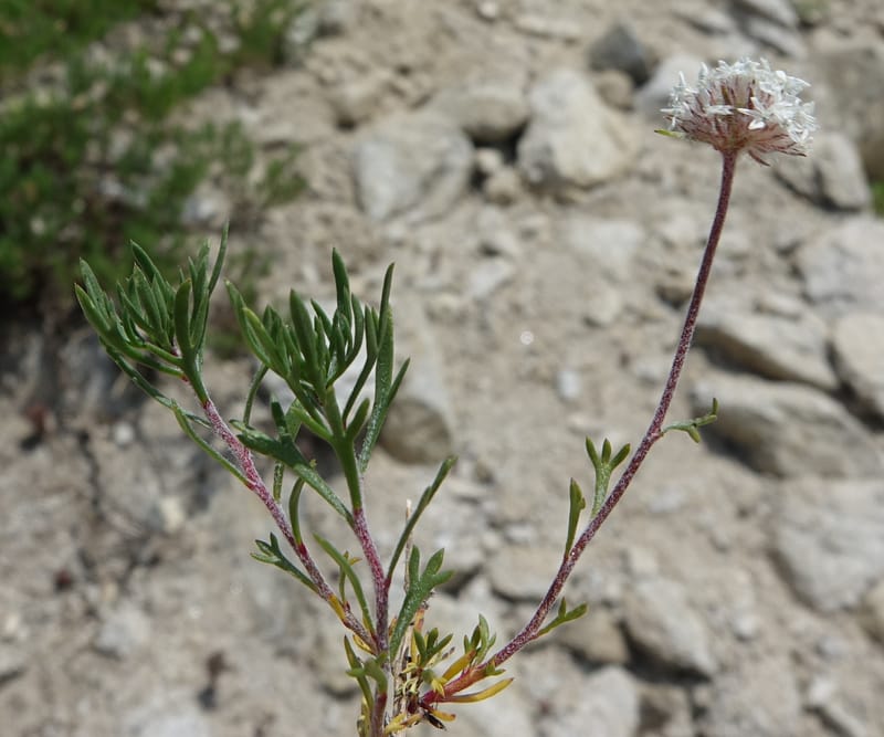 Ipomopsis congesta subsp. viridis, C. Davidson 13714--ID. Boise Co. Scott Mtn. L.O. rd. 15 July 2017. DSC03279 (101).JPG