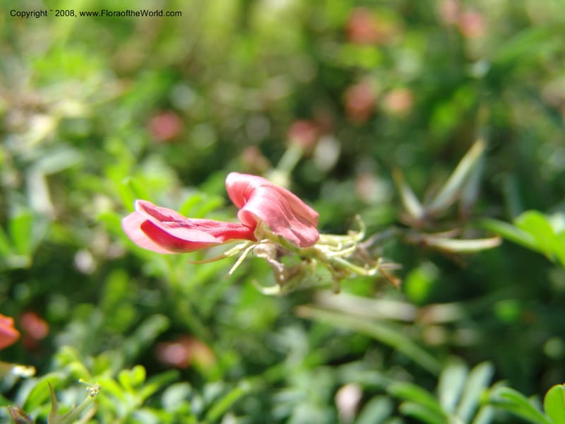 Indigofera miniata--TX. Johnson Wildflower Center. 13 Jun 04. 003.jpg