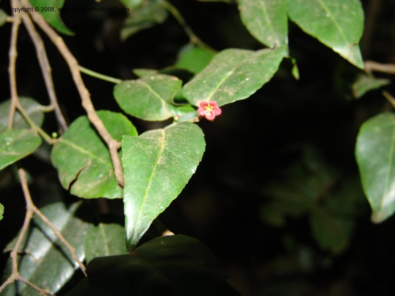 Maytenus acuminata--Kenya. Limuru. Forest fragment near Brackenhurst Ctr. 11 Jul 04. 081.jpg
