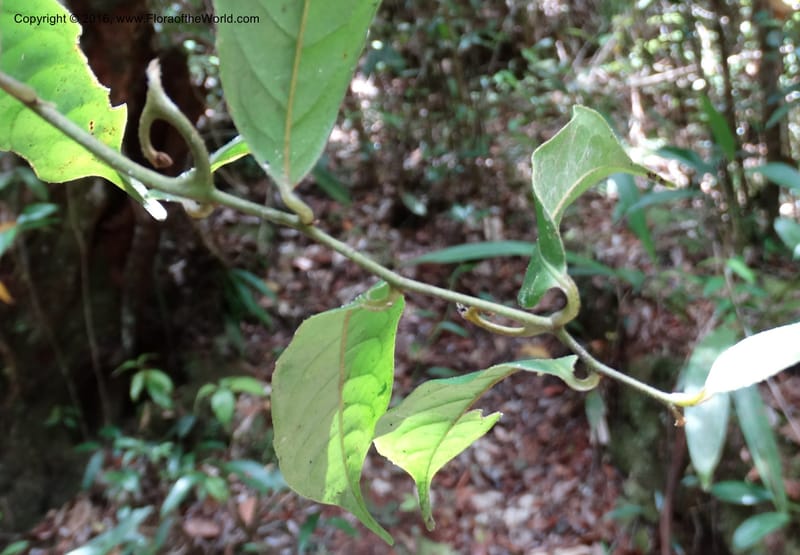 Artabotrys, Davidson, C 12924--Sabah. Kinabalu Nat. Park. Bundu Tuhan View Trail. 28 Mar 2015. DSC00951 (248).JPG