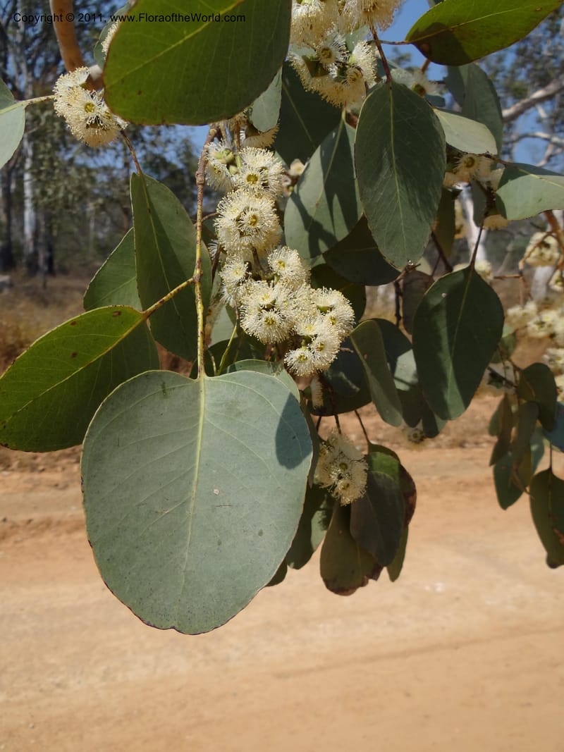 Eucalyptus platyphylla, B. Gray 9065--Australia. Queensland. Bakerville. 22 Sep 2011. (11).JPG
