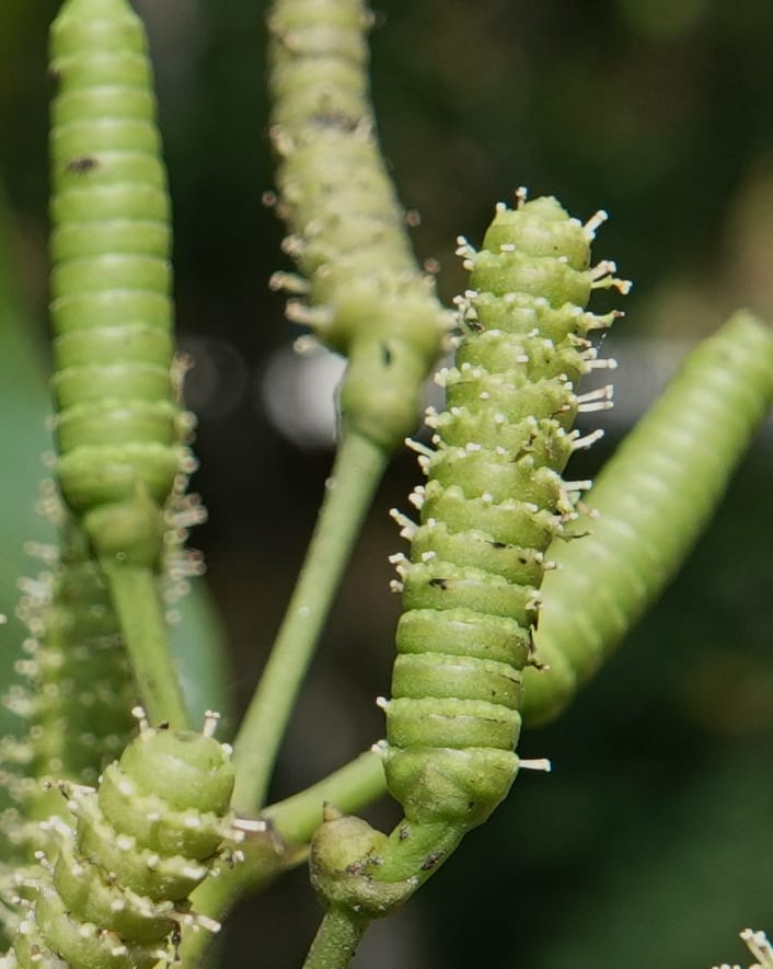 Gnetum catasphaericum, D. Boufford 44101--China. Yunnan. Lao jun Shan. 30 Apr 2018. DSC00424 (565).JPG
