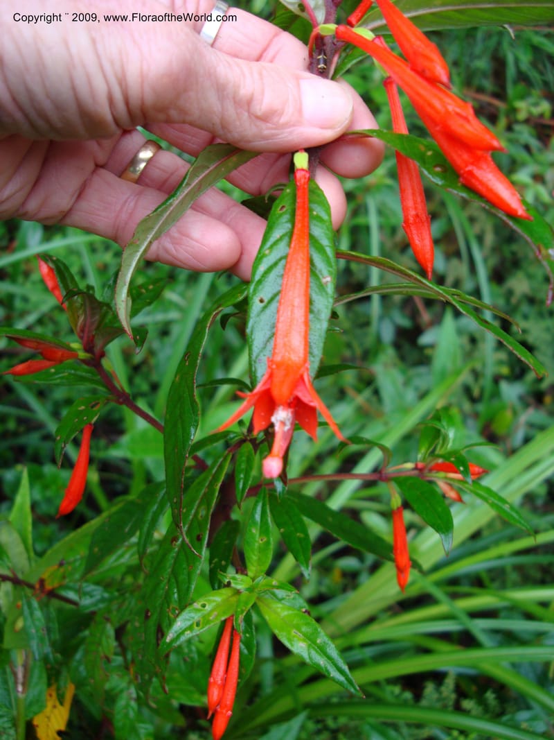 Fuchsia, D. Neill 16009--Ecuador.Prov.ZamoraC.ResTapichalaca-roadside 25 Sep 2007 035 (7).jpg