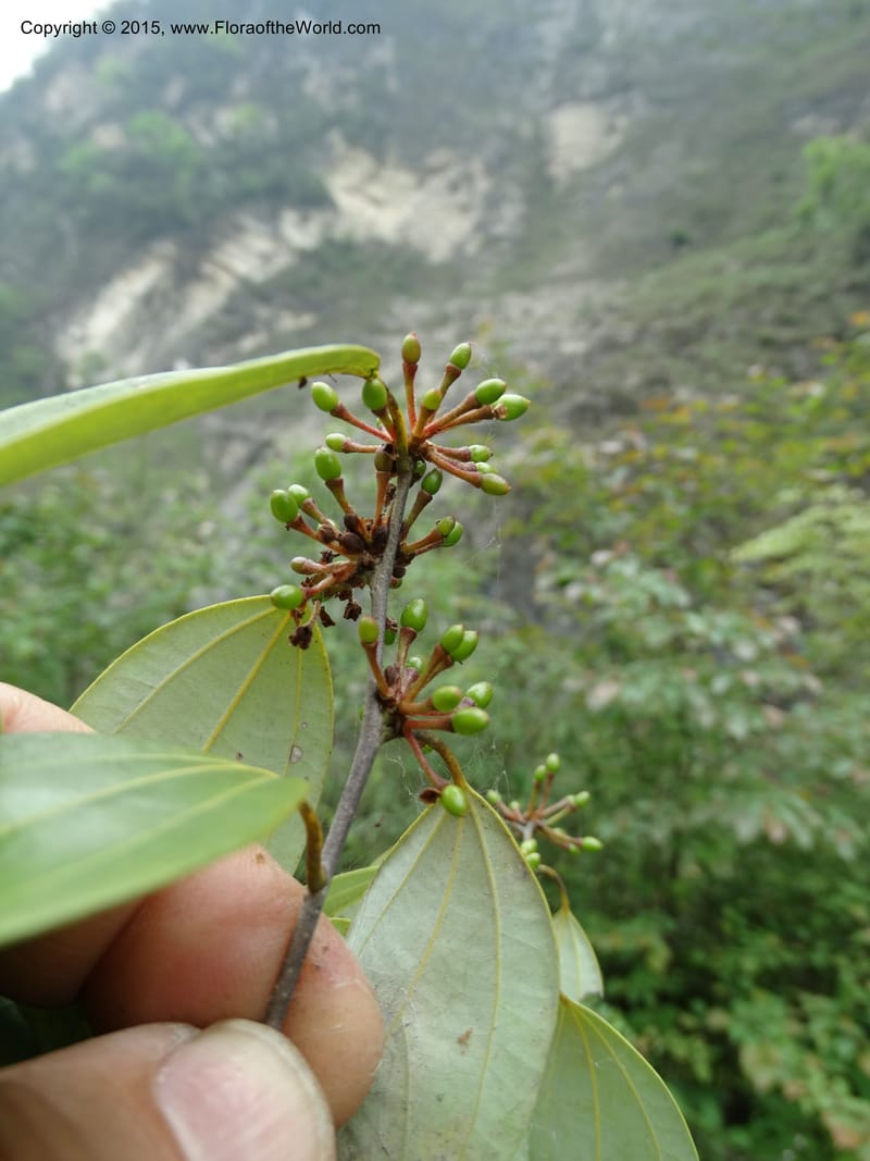 Litsea, Boufford, D 43690--China. Sichuan. LongDongZhen on Rd. to LeiYuan Shan. 13 May 2014. DSC05860 (236).JPG