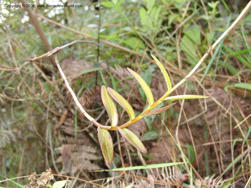 Epidendrum secundum--Peru. Macchu Pichu. 23 Oct 07. 264.jpg