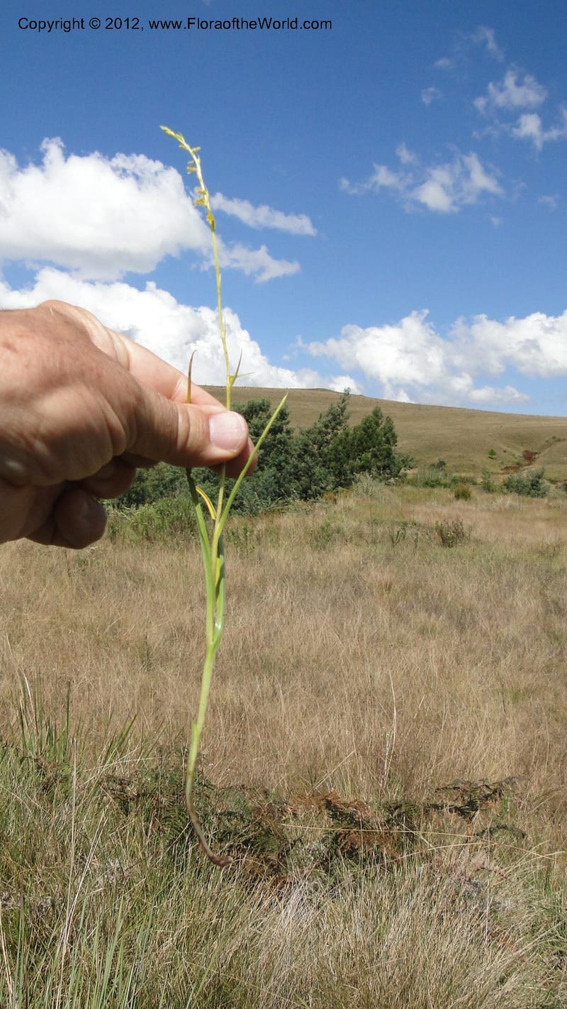 Habenaria simplex, N. Manjato 173--Madagascar. E of Ambositra toward Antoetra. 2 May 2010 151 (34).jpg