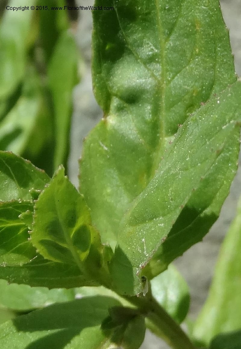 Veronica americana, Davidson, C 12583--ID. Idaho Co. Rd. to Seven Devils. Small Cr. 15 Jul 2014. DSC00072 (12).JPG