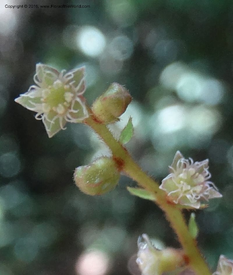Anisophyllea disticha, Davidson, C 12897--Sabah. Deramakot For. Res. 24 Mar 2015. DSC00089 (110).JPG