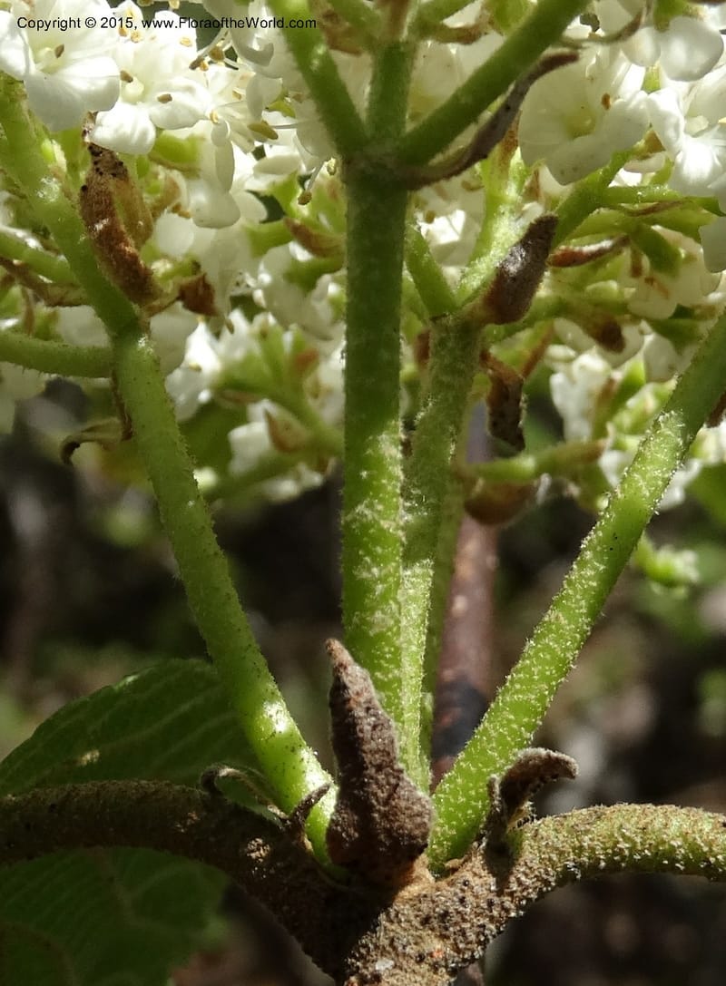 Viburnum lantanoides, Davidson, C 12961--North Carolina. Trans. Co. Beech Gap on BRP. 12 May 2015. DSC04240 (38).JPG