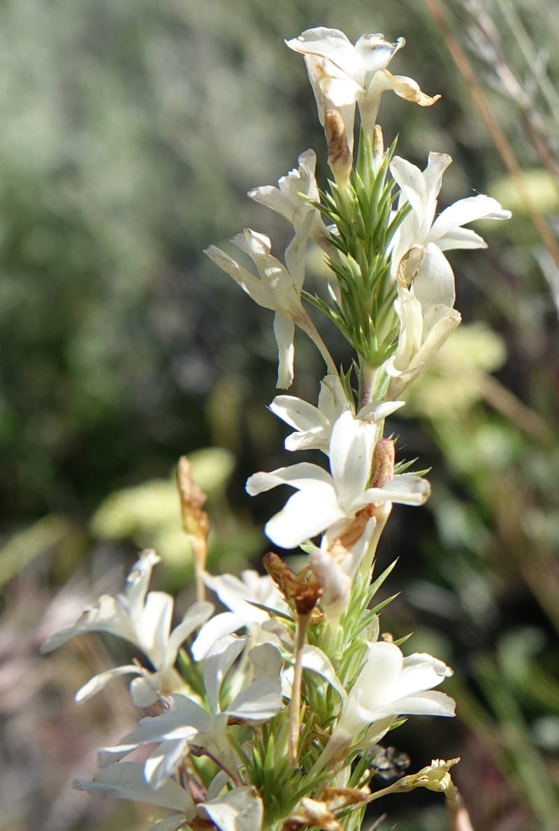 Leptodactylon pungens, C. Davidson 13670--ID. Hwy 20 W of Arco. Open basalt flow. 18 Jun 2017. DSC02519 (71).JPG