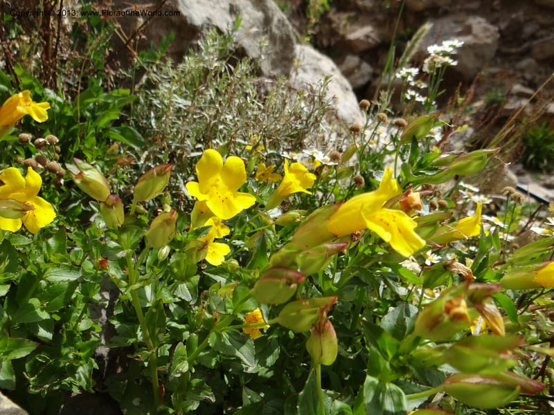 Mimulus, WDS 34226--Chile. Cta 115. 11.5 km W of La Laguna. 22 Feb 2013. DSC02736 (7).JPG