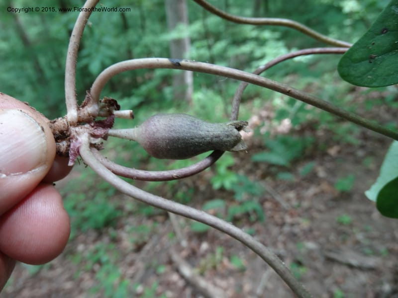 Asarum arifolium, Davidson, C 13035--Georgia. Stephens Co. Panther Cr. 18 May 2015.  (51).JPG