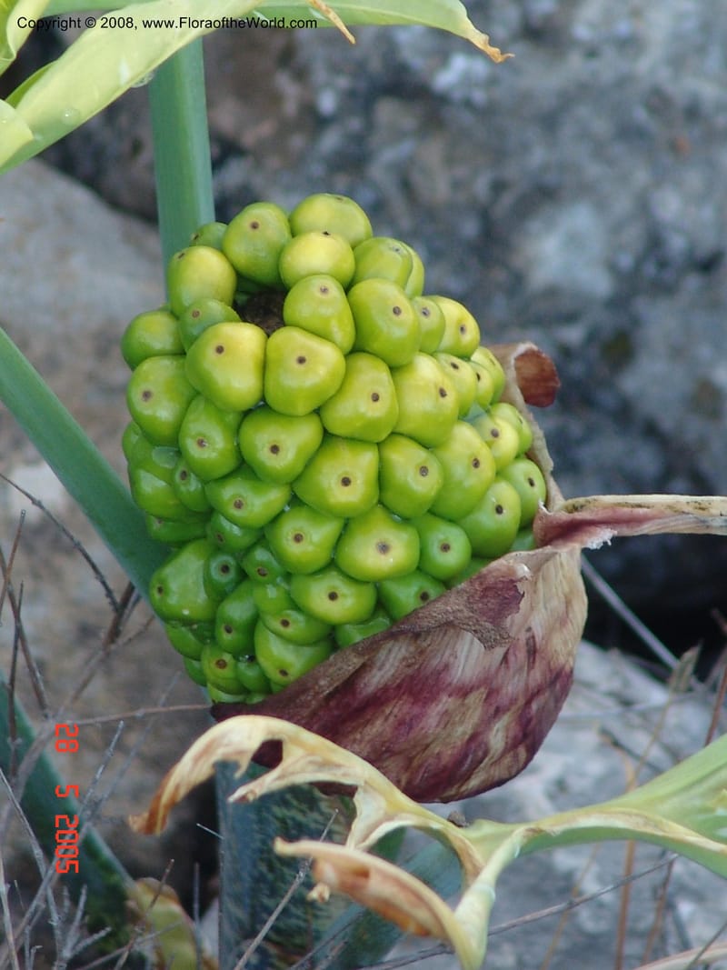 Arum concinnatum cf--Crete. Phenix trail, W of Loutro. 28 May 05. 034.jpg
