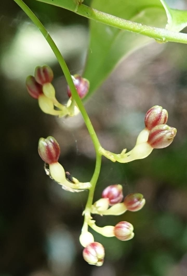 Petermannia cirrosa, Davidsonm C 13363--Australia. Qld. Springbrook N.P. Mt. Cougal Sect. 19 Oct 2016. DSC03346 (2).JPG