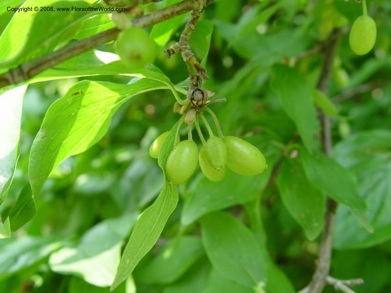 Cornus mas--MA. Arnold Arbor. 30 Jun 03. 043.jpg