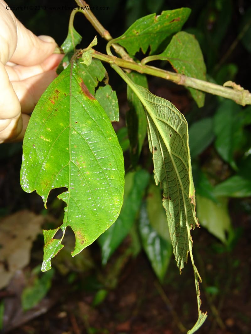 Cornutia pyramidata, Croat 95938--Ecuador. Edo. Pichincha. Bosque Nublado Sta. Lucia. 14 Mar 06. 162 (1).jpg