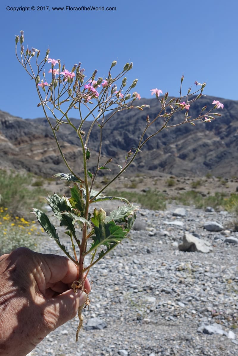 Gilia latifolia, Davidson, C 13078--California. Inyo Co. Last Chance Mts. 16 Apr 2016.  (143).JPG