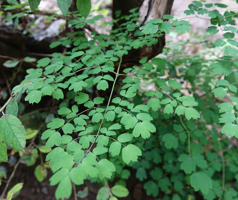 Thalictrum delavayi, C. Davidson 13765--China. Sichuan. Yibailingba-gou. 12 Aug 2017. DSC04660 (200).JPG