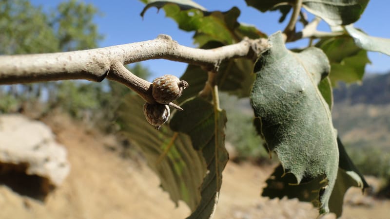 Quercus ithaburensis ssp. macrolepis, A. G. Miller 132.13--Iraq. Kurdistan. Shakh-i Pira Magun. Gueza Khan. 11 June 2010. 017 (15).jpg