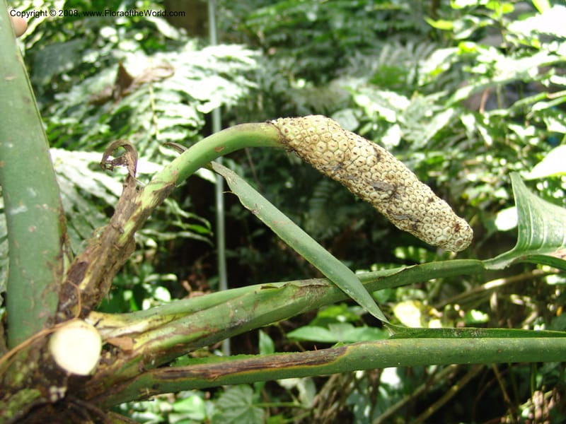 Monstera, RVasquez32988--Peru. Pillcopata. Qbda Pini Pini. 29 Oct 07. 513.jpg