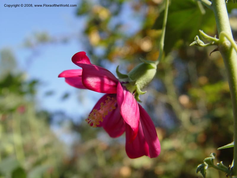 Lavatera assurgentifolia--CA. Sonoma Co. Sonoma St U. Arboretum. 24 Oct 03. 033.jpg