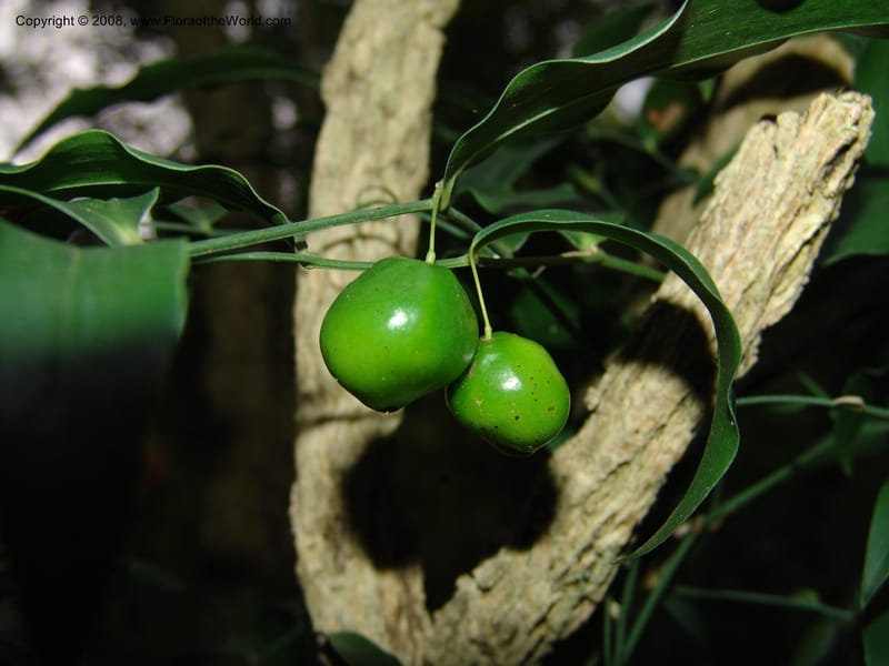 Behnia reticulata, W3556--So. Africa. Mpumalanga. Karino, Whyte Thorne Garden. 14 Mch 05. 141.jpg