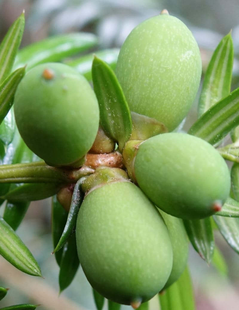 Torreya nucifera--Japan. Niigata. Trail along Sekikawa River. 29 May 2016. DSC05504 (120).JPG