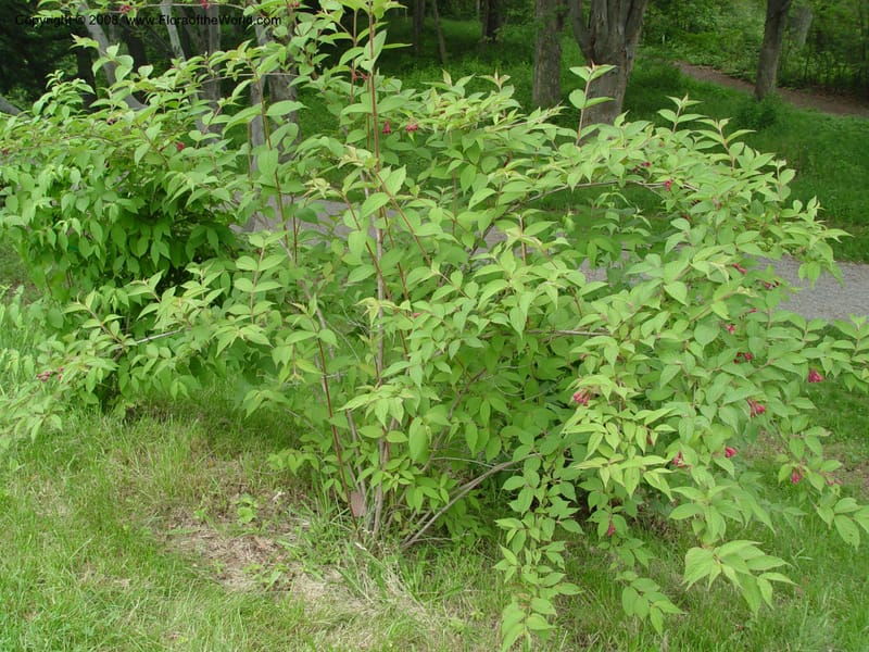 Weigela floribunda--MA. Arnold Arb. 30 Jun 03. 097.jpg