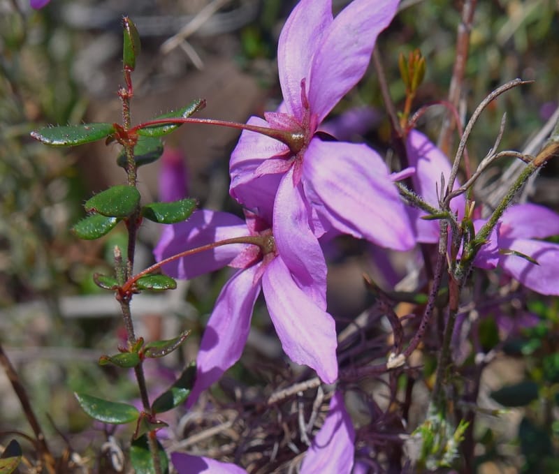 Tetratheca hirsuta subsp. viminea, Davidson, C 13375--Australia. W.A. Koondoola Bushland. 22 Oct 2016. DSC03457 (165).JPG