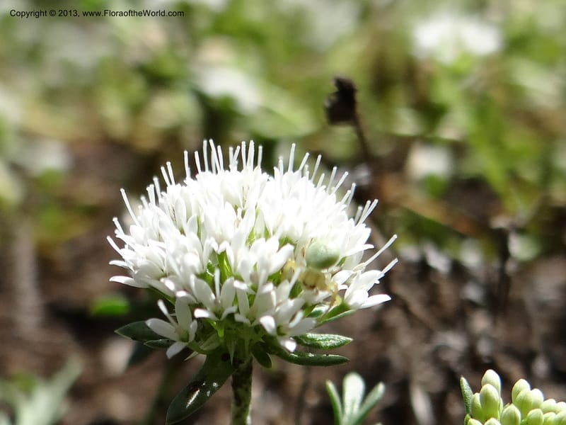 Valeriana, WDS 34165--Chile. P.N. Sieta Tazas. 21 Feb 2013. DSC02254 (53).JPG