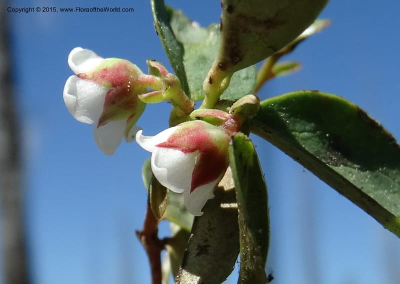 Gaultheria humifusa, Davidson, C 12546--ID. Valley Co. Cloochman Saddle Rd. 1 Jul 2014. DSC09181 (76).JPG
