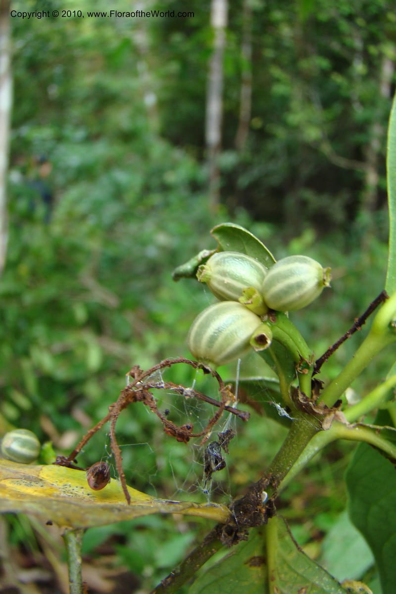 Psychotria, Vasquez 34758--Peru. Loreto. Dist. Nauta. Miraflores, Rio Tigre. 10 Nov 08. 090.jpg