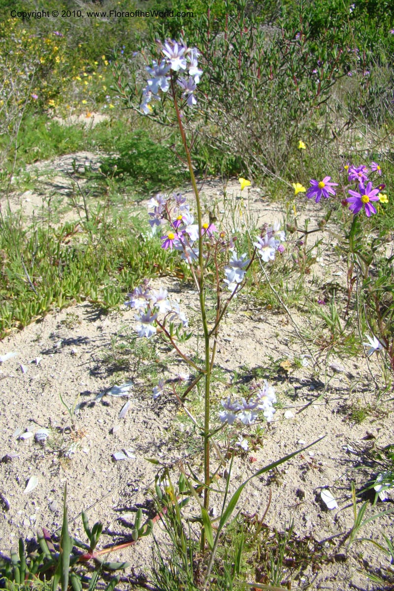 Nemesia bicornis, C. Davidson 11505--South Africa. Western Cape. R27, 5 km N of Velddrif. 24 Aug 09. 046.jpg