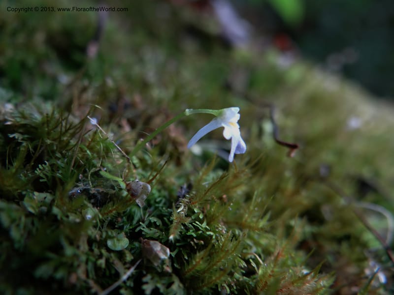 Utricularia, VC 5533--Thailand. Chiang Mai Prov. Doi Pha Hom Pok Nat. Park. 10 Nov 2012. DSC08349 (148).JPG