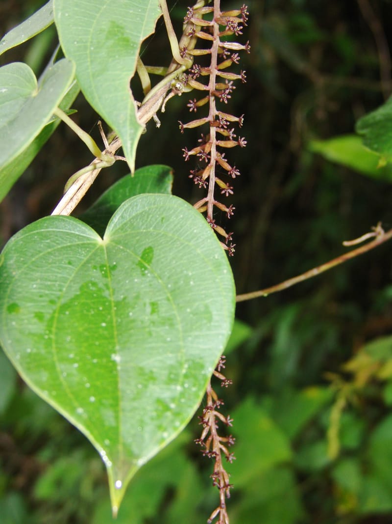 Dioscorea, Croat94641--Ecuador. Prov. Pichincha. Nono-Tandayapa. 14 Feb 05. 283a.jpg