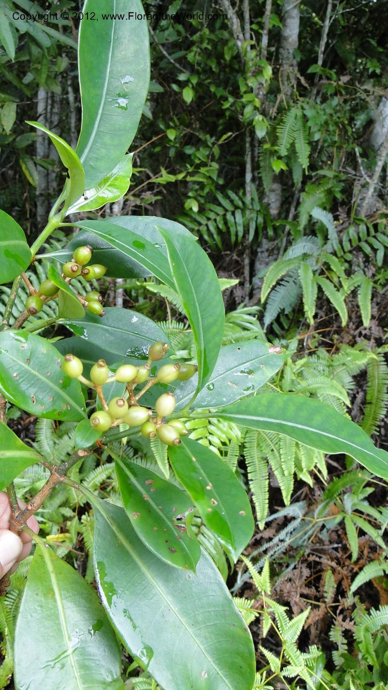 Chassalia acutiflora, A. Ramahefaharivelo 165--Madagascar. Ambolotara. Ambodini, Vatovavy. 3 May 2010. 009 (13).jpg
