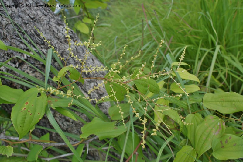Dioscorea, Stevens,  W. D 31168, Garay Cue, 19 Mar 2011 4554 (8).JPG