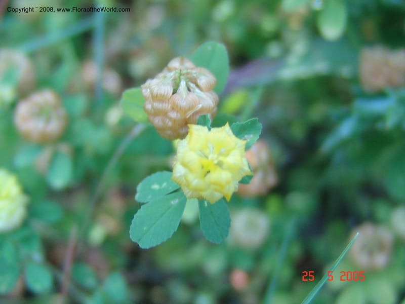 Trifolium campestre--Crete. Ep. Kisamos. Sirikari Gorge. 25 May 05. 317.jpg