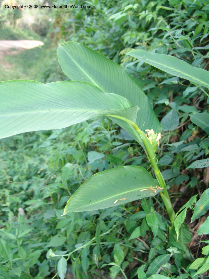Calathea, not coll.--MX. Chiapas.  Camino Finca Prusia a Queretaro. 12 Nov 04. 041.jpg